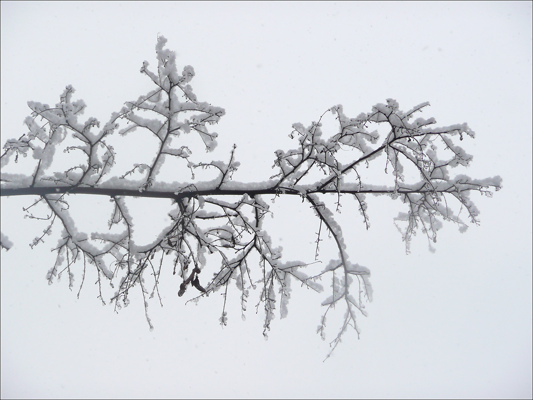 Image of Robinia pseudoacacia specimen.