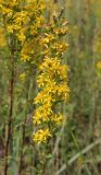 Solidago virgaurea. Верхушка цветущего растения. Москва, Кузьминский парк, под ЛЭП. 13.08.2011.