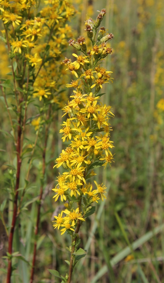 Изображение особи Solidago virgaurea.