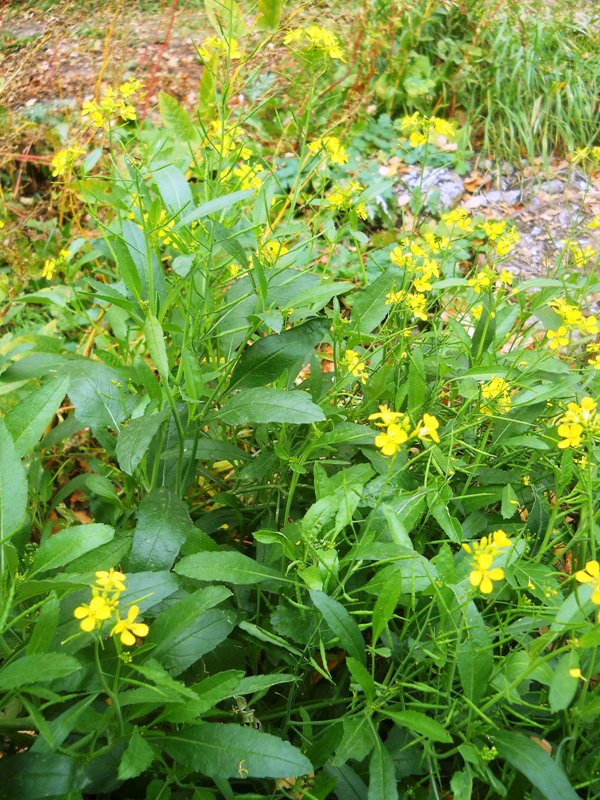 Image of Brassica juncea specimen.