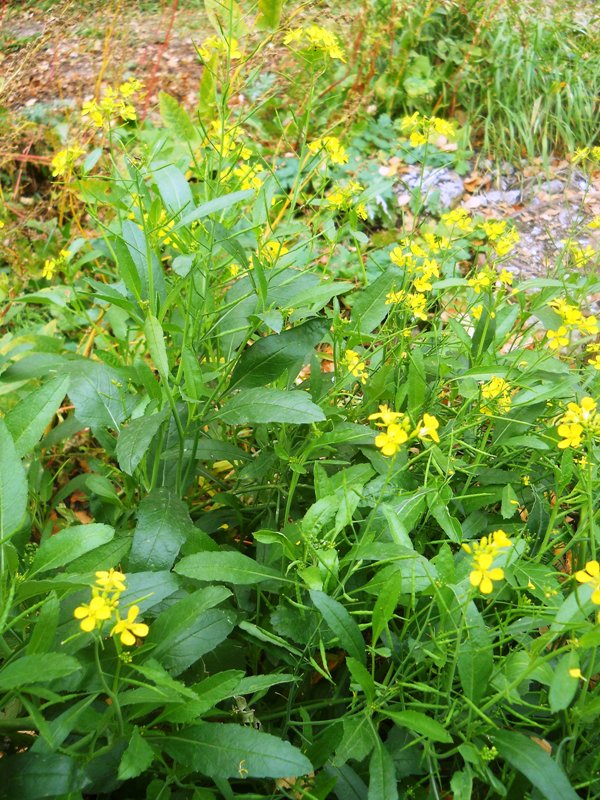 Изображение особи Brassica juncea.