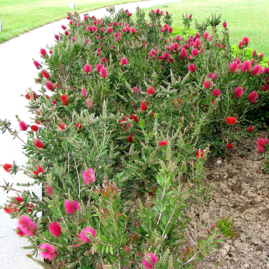 Изображение особи Callistemon citrinus.