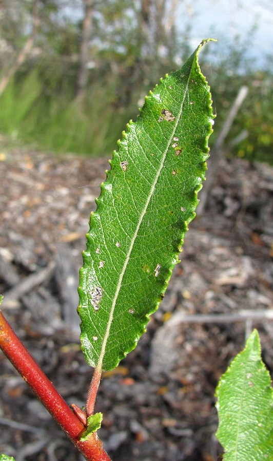 Image of Salix × myrtoides specimen.