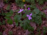 Cardamine quinquefolia. Цветущее растение. Курская обл., Железногорский р-н, сл. Михайловка, ур. \"Дача Рокоссовского\". 13 апреля 2008 г.