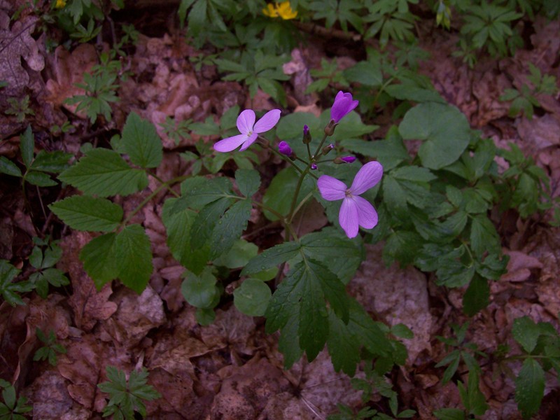 Изображение особи Cardamine quinquefolia.