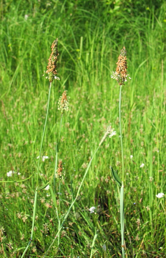 Image of Alopecurus geniculatus specimen.