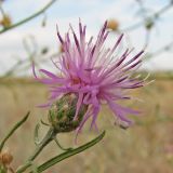 Centaurea majorovii. Соцветие. Украина, Донецкая обл., Новоазовский р-н, Кривая коса, НПП \"Меотида\". 05.08.2011.