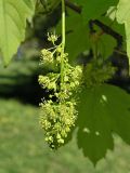 Acer pseudoplatanus. Соцветие. Санкт-Петербург, середина мая.