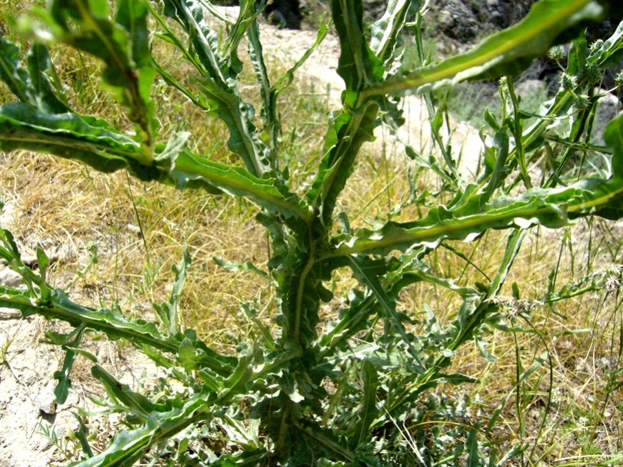 Image of Cousinia oxiana specimen.