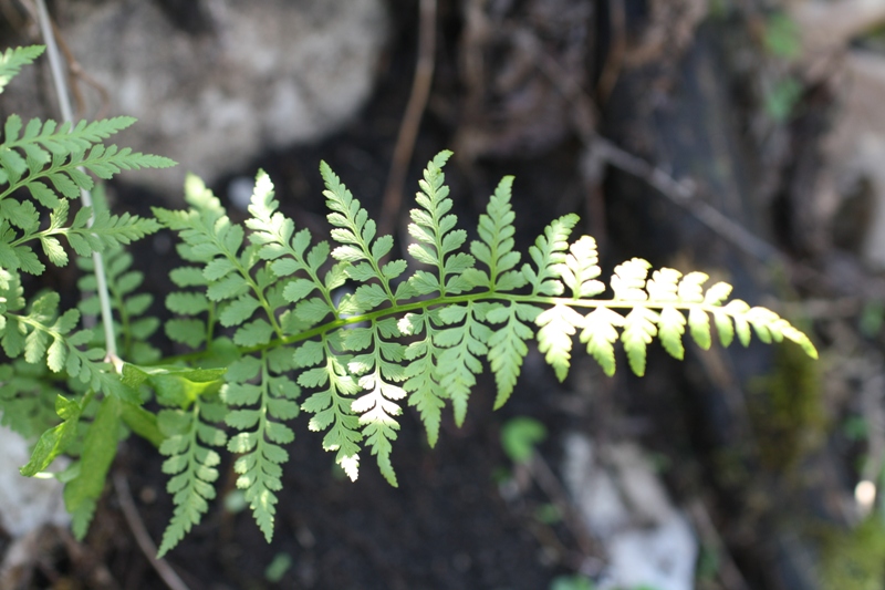 Изображение особи Cystopteris fragilis.