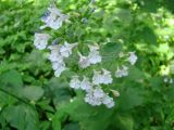 Nepeta formosa