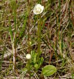 Parnassia palustris. Расцветающие растения. Мурманская обл., Кандалакшский р-н, пос. Лувеньга, приморский луг. 30.06.2010.