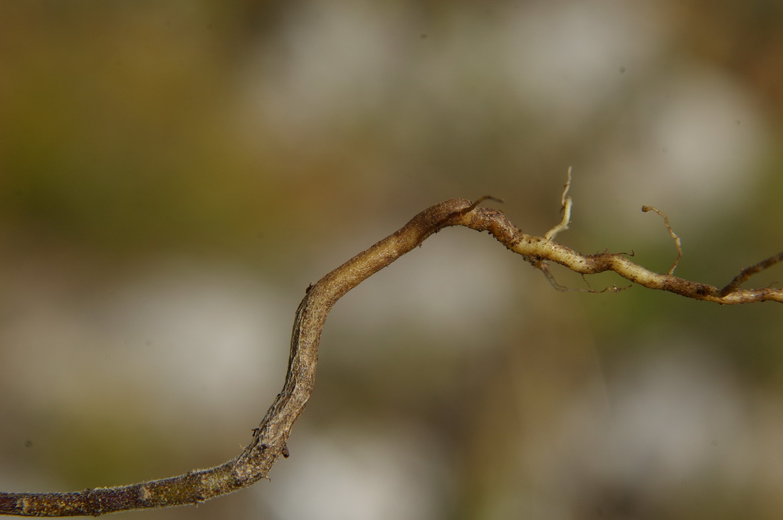 Изображение особи Macrosyringion glutinosum.