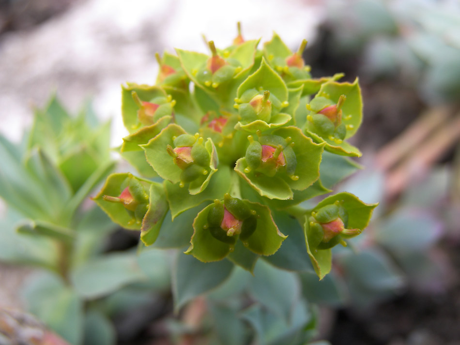 Image of Euphorbia marschalliana specimen.