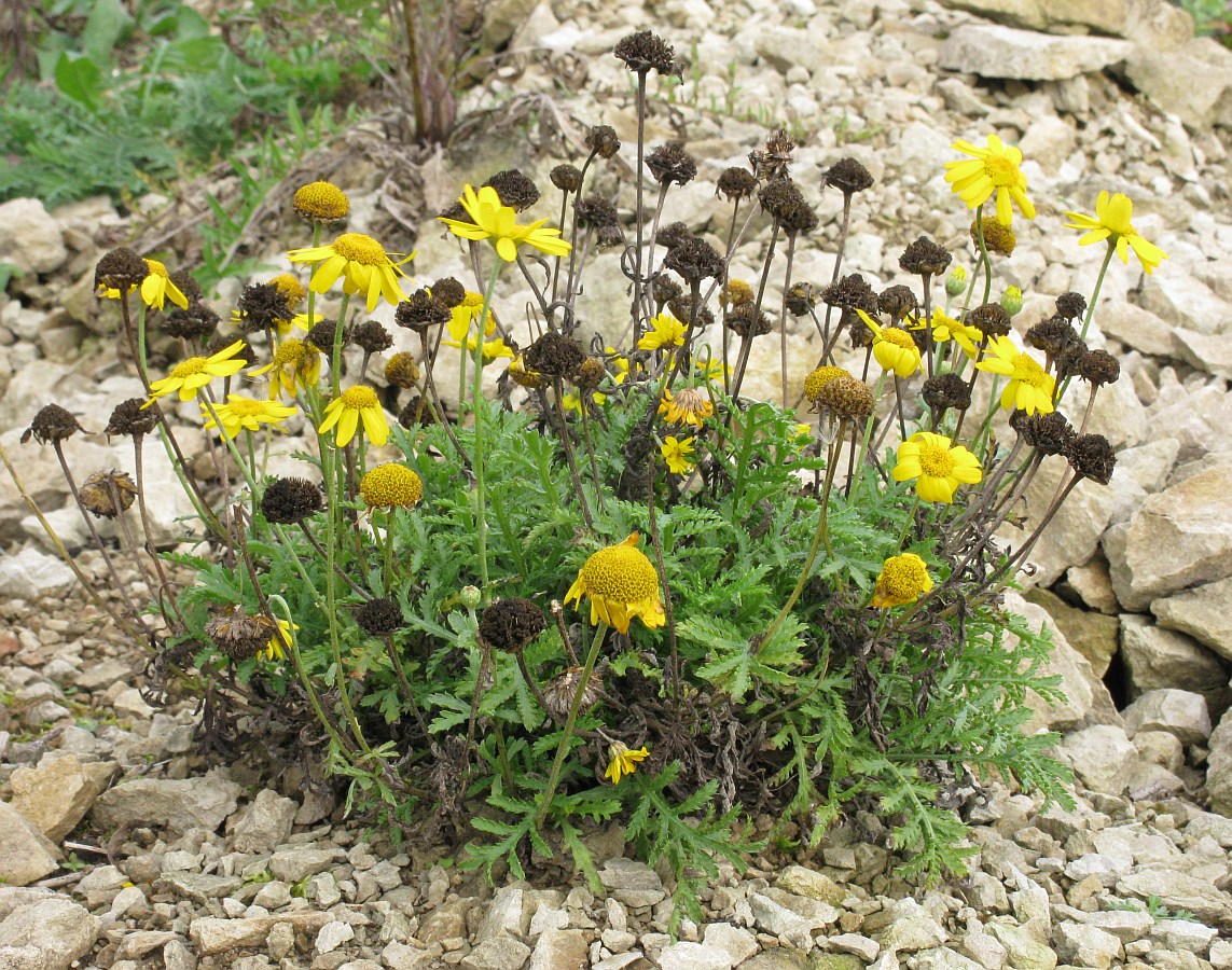 Изображение особи Anthemis tinctoria.