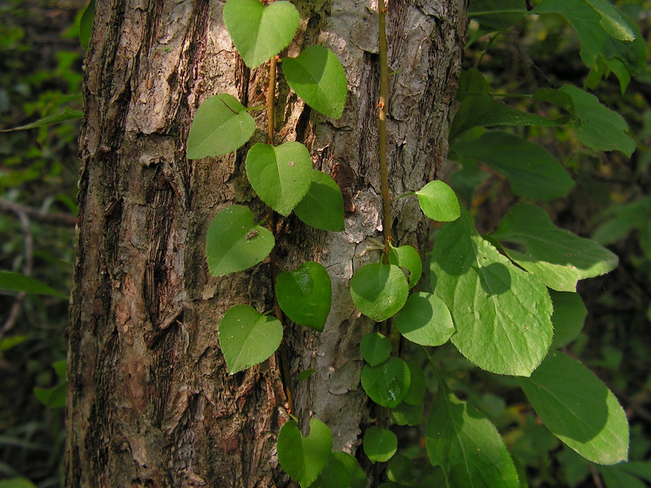 Изображение особи Celastrus flagellaris.