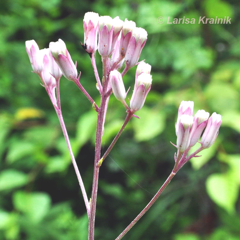 Изображение особи Syneilesis aconitifolia.