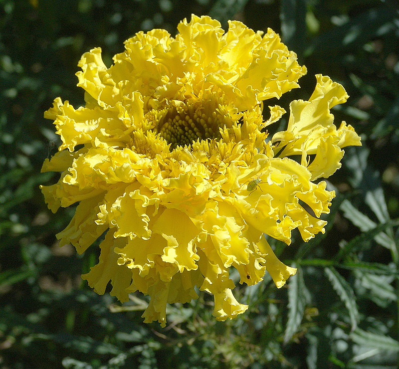 Image of Tagetes erecta specimen.