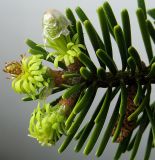 Abies nordmanniana. Верхушка веточки с развивающимися побегами. Германия, г. Кемпен, в культуре. 12.05.2012.