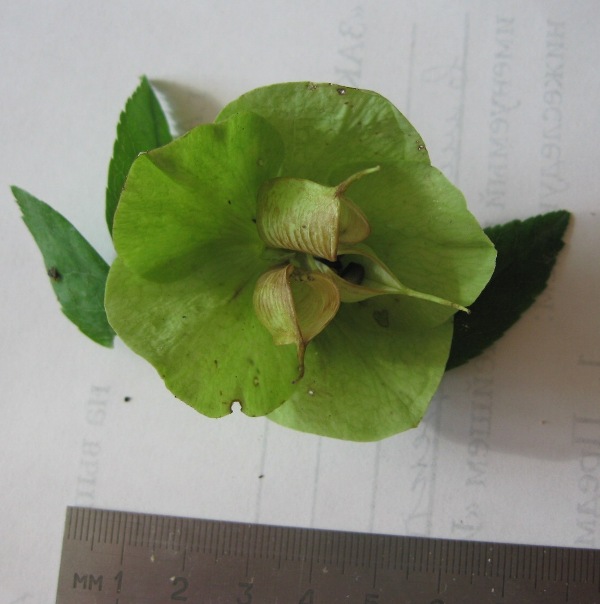 Изображение особи род Helleborus.