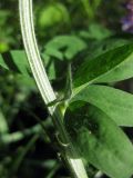 Vicia villosa. Часть стебля с нижней частью листа и прилистником. Украина, Черкасская обл., Каневский р-н, региональный ландшафтный парк \"Трахтемиров\", остепнённый участок. 26 мая 2012 г.