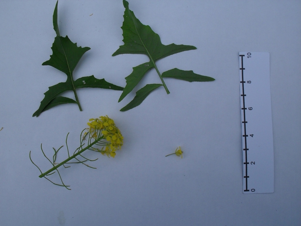 Изображение особи Sisymbrium loeselii.