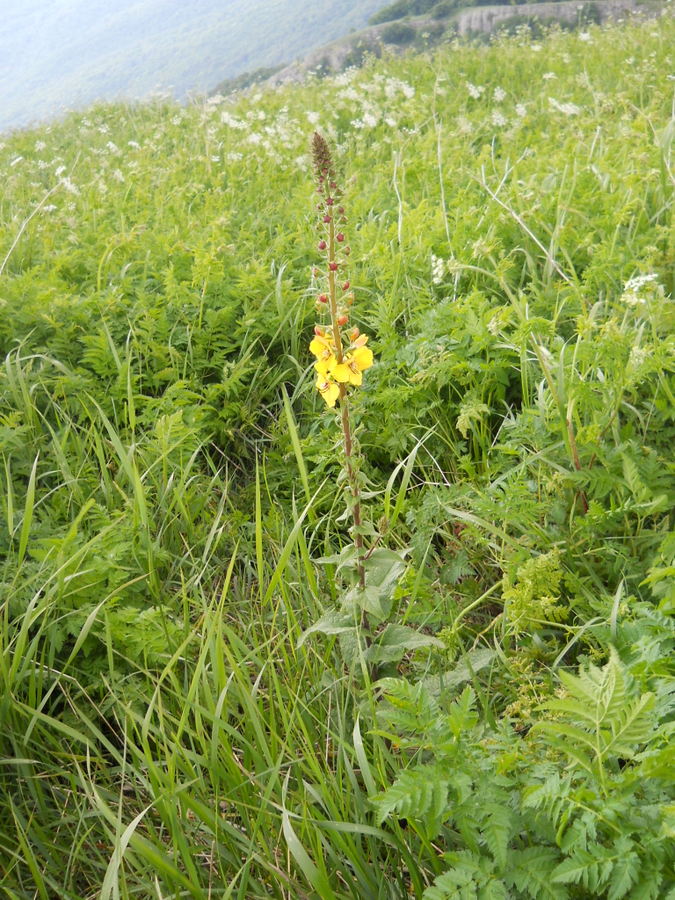 Image of Verbascum spectabile specimen.