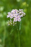 Achillea millefolium. Верхушка цветущего растения. Ленинградская обл., Ломоносовский р-н, окр. дер. Низино. 23.06.2012.