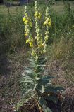 Verbascum densiflorum. Цветущее растение. Курская обл., Железногорский р-н, с. Карманово. 22 июля 2007 г.