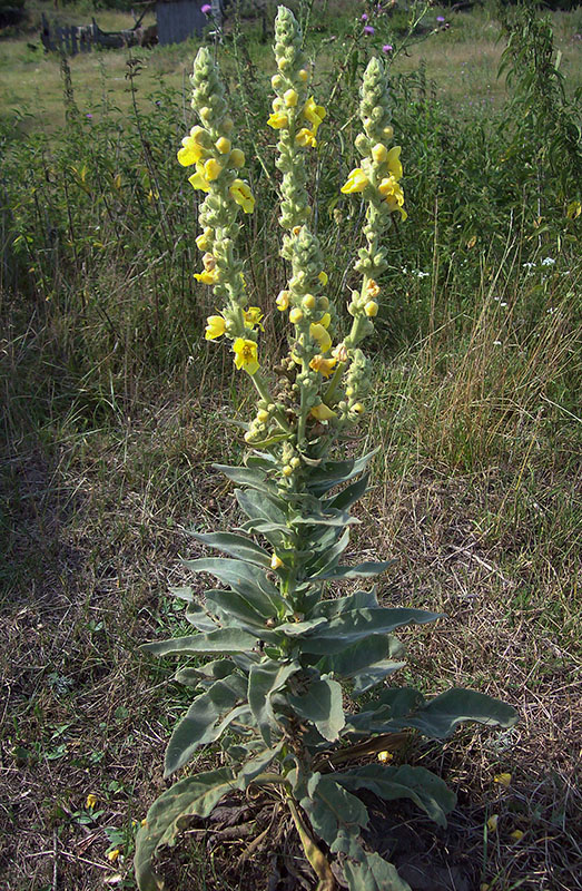 Image of Verbascum densiflorum specimen.