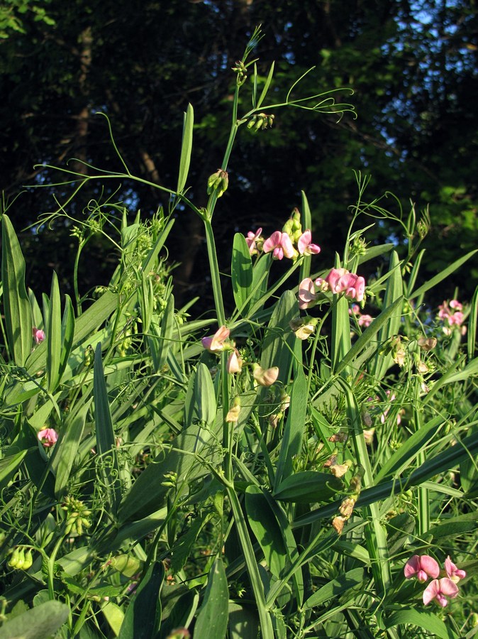 Изображение особи Lathyrus sylvestris.