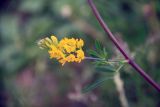 Medicago falcata