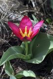 Tulipa berkariensis. Цветущее растение. Южный Казахстан, горы Каракус (восточная часть). 09.04.2012.