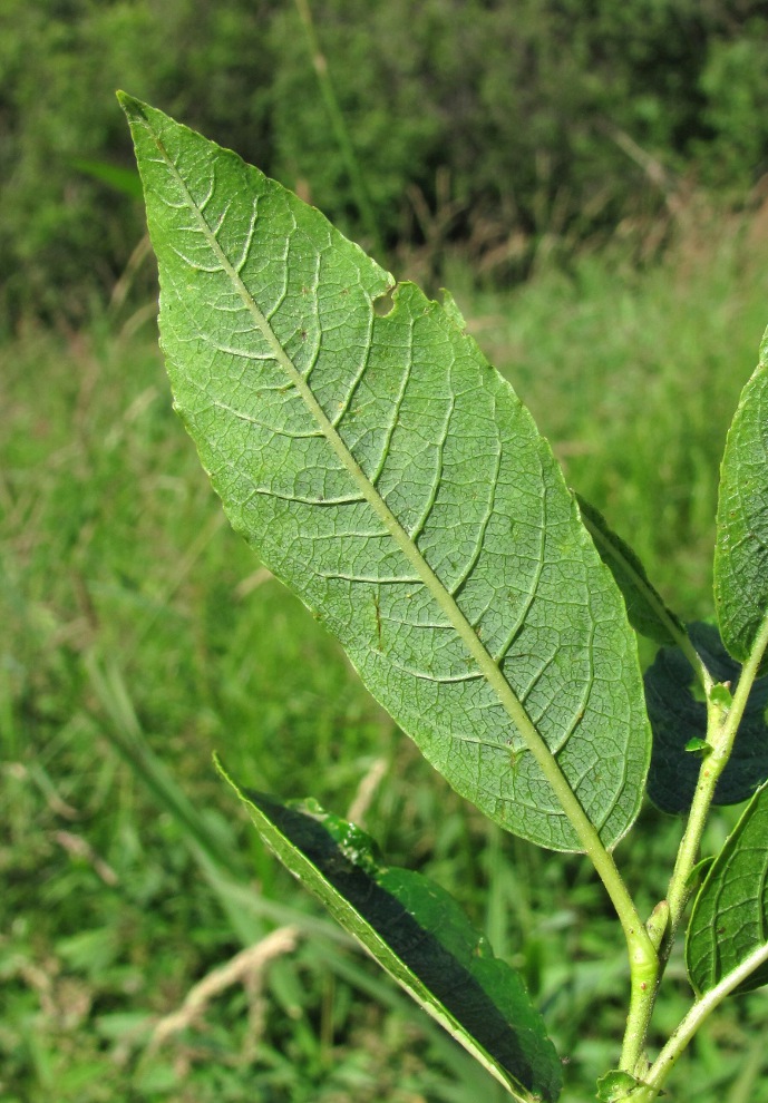 Image of Salix myrsinifolia specimen.