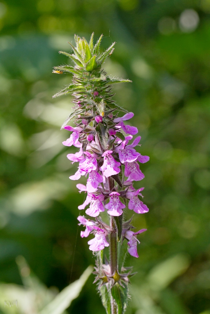 Изображение особи Stachys palustris.