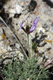 Astragalus falcigerus