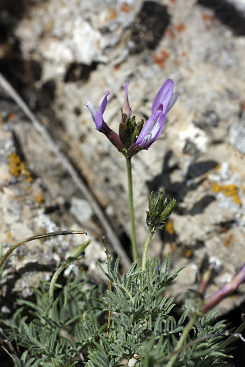 Image of Astragalus falcigerus specimen.