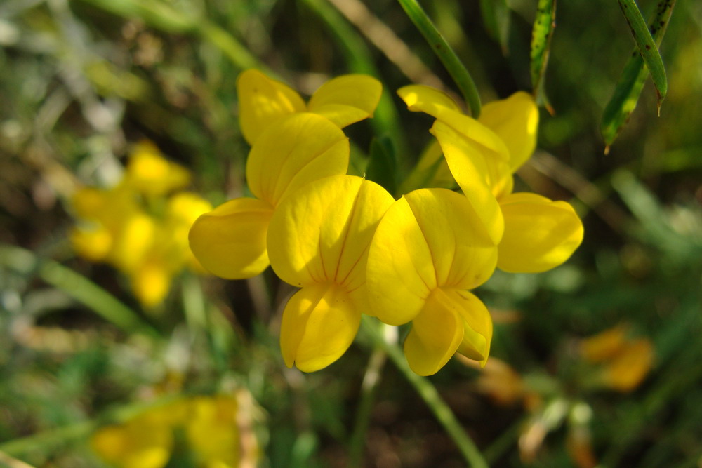 Изображение особи Lotus corniculatus.