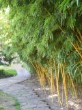 Phyllostachys aureosulcata. Заросли. Южный берег Крыма, пгт Партенит, ЛОК \"Айвазовское\". 26 августа 2012 г.