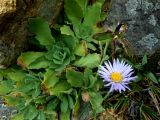 Aster spathulifolius