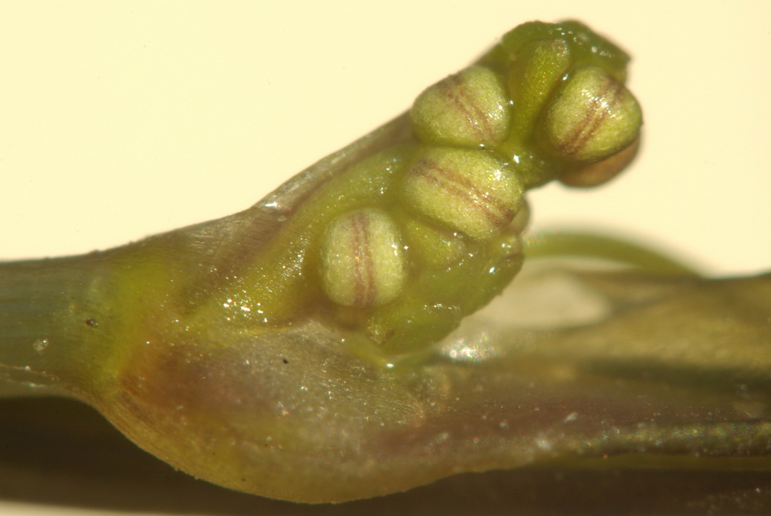 Image of Ruppia maritima specimen.