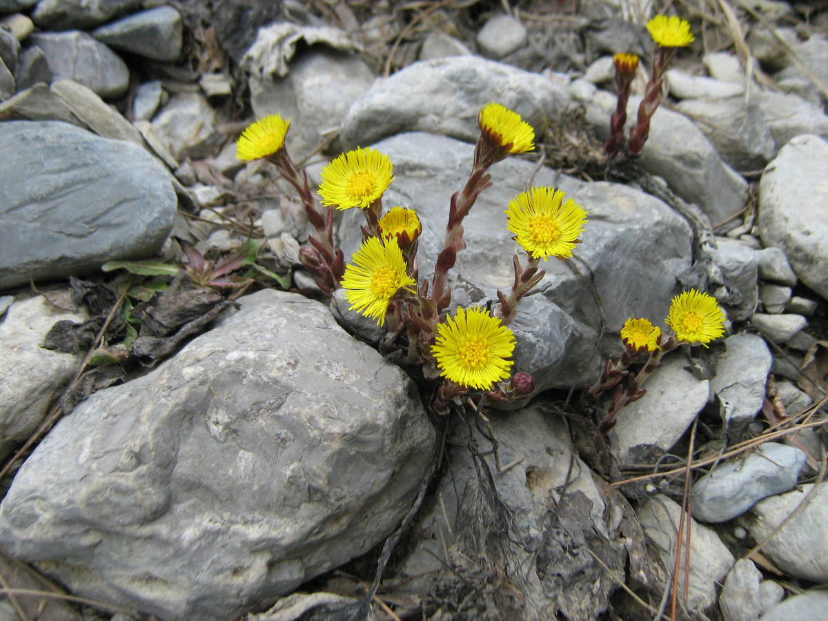 Image of Tussilago farfara specimen.