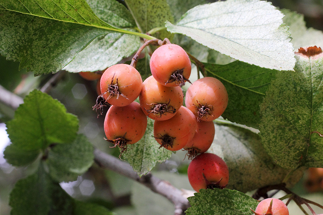 Изображение особи Crataegus canbyi.