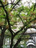 Robinia pseudoacacia. Средняя часть кроны плодоносящего дерева. Венгрия, г. Будапешт, центральная часть города. 01.09.2012.