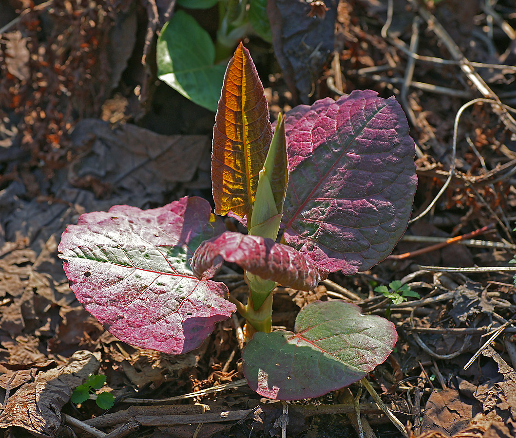 Изображение особи Reynoutria sachalinensis.