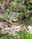 Carex digitata