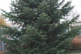 Abies nordmanniana. Нижняя часть кроны молодого дерева. Германия, г. Кемпен, \"Рождественая Ёлка\". 16.11.2012.
