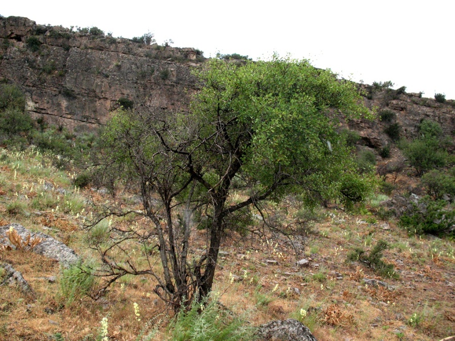 Изображение особи Amygdalus bucharica.