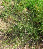 Lepidium graminifolium. Цветущее растение. Испания, Каталония, Жирона, Тосса-де-Мар, крепость Вила-Велья. 24.06.2012.