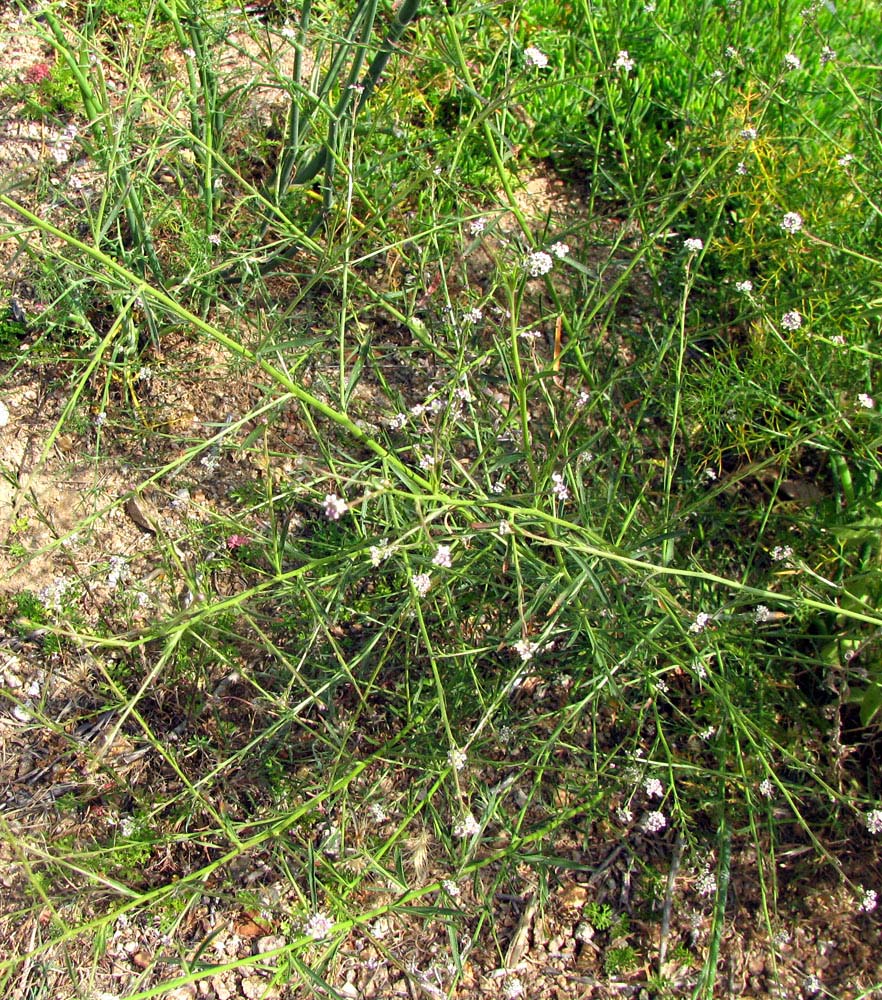Image of Lepidium graminifolium specimen.